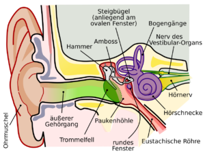 Das menschliche Ohr
